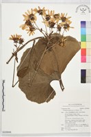 山菊藏品圖，第1張