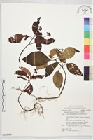 小花蛇根草藏品圖，第1張