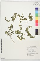 登錄號:S229951藏品圖，第1張