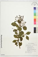 腺果藤、刺藤藏品圖，第1張