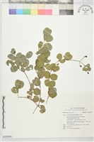 登錄號:S229954藏品圖，第1張
