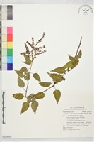 漿果莧、紐藤藏品圖，第1張