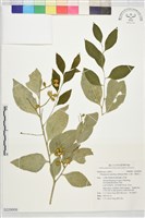 山柚、擬常山藏品圖，第1張