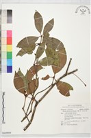 台灣八角、紅花八角藏品圖，第1張