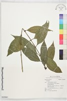 登錄號:S229961藏品圖，第1張