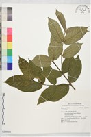 登錄號:S229962藏品圖，第1張