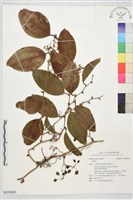 登錄號:S229963藏品圖，第1張