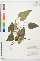 登錄號:S229964藏品圖，第1張