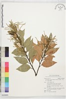 長尾栲、長尾柯、長尾尖葉櫧藏品圖，第1張
