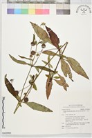 頭花香苦草、白冇骨消藏品圖，第1張