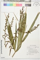黃藤藏品圖，第1張