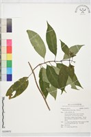 玉葉金花藏品圖，第1張