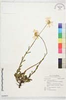 登錄號:S229974藏品圖，第1張