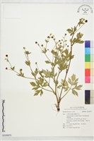 登錄號:S229975藏品圖，第1張