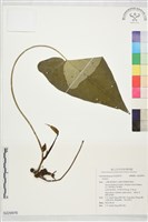 登錄號:S229976藏品圖，第1張