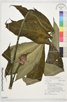 登錄號:S229977藏品圖，第1張