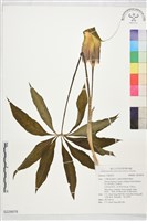 登錄號:S229978藏品圖，第1張