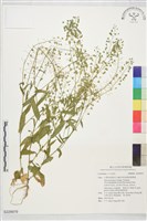 登錄號:S229979藏品圖，第1張