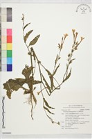 皺葉煙草藏品圖，第1張