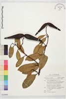 小錦蘭藏品圖，第1張