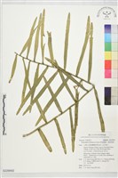 假柚葉藤、瑕柚葉藤藏品圖，第1張