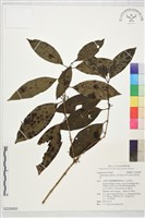 偽木荔枝藏品圖，第1張