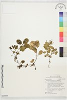 蘭嶼椒草藏品圖，第1張