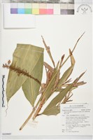 蘭嶼法氏薑藏品圖，第1張