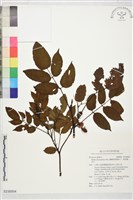 蘭嶼榿葉懸鉤子、榿葉懸鉤子藏品圖，第1張