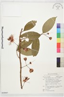 大花赤楠藏品圖，第1張