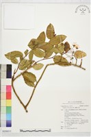 蘭嶼山柑藏品圖，第1張