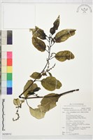 漿果莧、紐藤藏品圖，第1張
