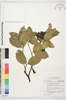 台灣棒花蒲桃藏品圖，第1張