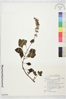 蘭嶼小鞘蕊花藏品圖，第1張