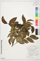 蘭嶼月橘藏品圖，第1張