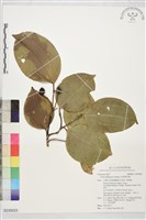 菲律賓朴樹藏品圖，第1張