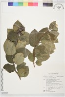 蘭嶼溲疏藏品圖，第1張