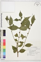 登錄號:S230037藏品圖，第1張