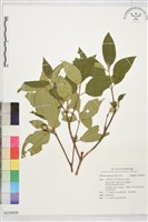 登錄號:S230038藏品圖，第1張