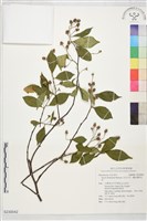 烏皮九芎、奮起湖野茉莉藏品圖，第1張