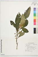 登錄號:S230045藏品圖，第1張