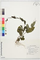 登錄號:S230049藏品圖，第1張