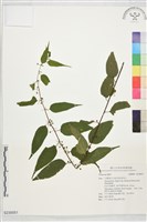 登錄號:S230051藏品圖，第1張