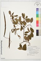 登錄號:S230053藏品圖，第1張