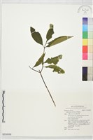 登錄號:S230058藏品圖，第1張