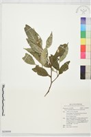 栓葉安息香藏品圖，第1張