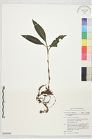 穿鞘花、中國穿鞘花藏品圖，第1張