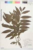 軟毛柿藏品圖，第1張