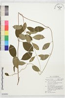 酸藤藏品圖，第1張
