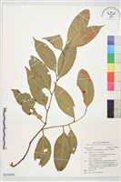 厚殼桂藏品圖，第1張